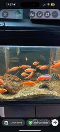 Ciclidi Africani Aulonocara fire fish