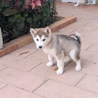 Husky