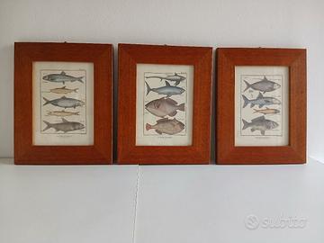 3 quadri-stampe "Histoire Naturelle"