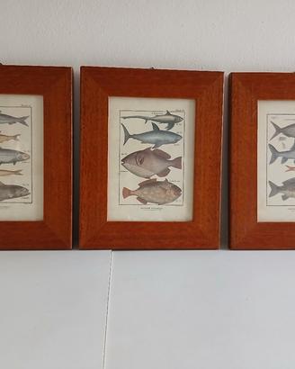 3 quadri-stampe "Histoire Naturelle"