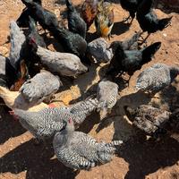 Galline ornamentali