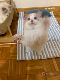 Cuccioli Ragdoll maschi e femmine