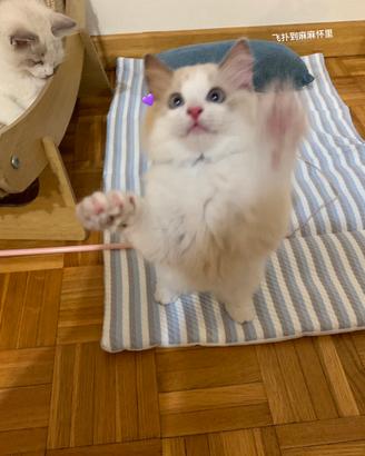Cuccioli Ragdoll maschi e femmine