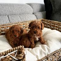 Barboncino maschi fulvo tre mesi