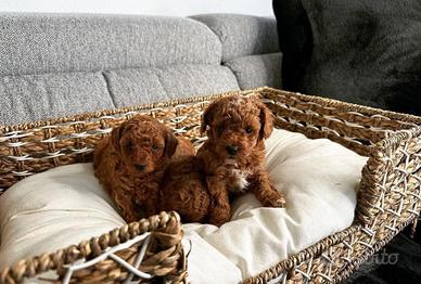 Barboncino maschi fulvo tre mesi