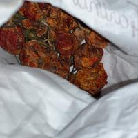 Peperoncino trinidad scorpion