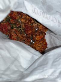 Peperoncino trinidad scorpion