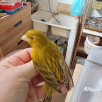 Solo per chi e interessato