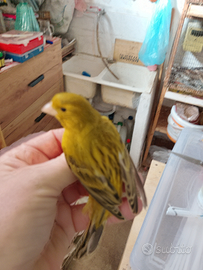 Solo per chi e interessato