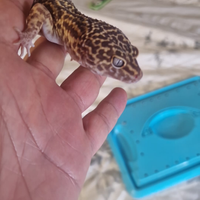 Geco leopardino