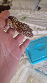 Geco leopardino