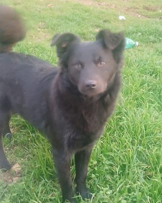 Cucciola di sette mesi taglia