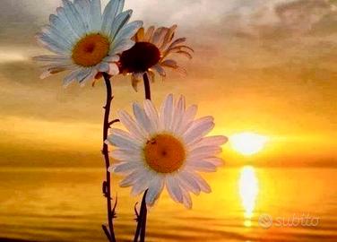 Badante, baby sitter, dog sitter