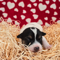 Jack Russell Terrier