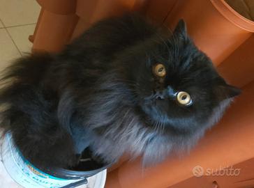 Gatto adulto d angora