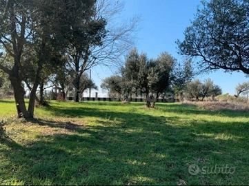 Terreno agricolo azienda agricola