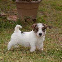Jack Russell Terrier - Cuccioli Selezionati