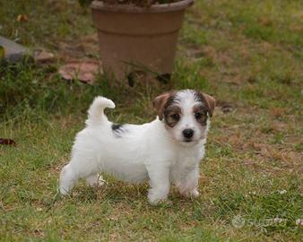 Jack Russell Terrier - Cuccioli Selezionati