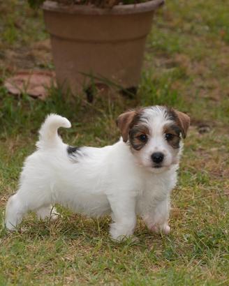 Jack Russell Terrier - Cuccioli Selezionati