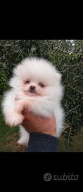 Mini volpino di Pomerania