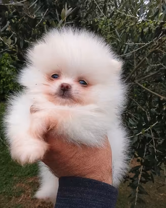 Mini volpino di Pomerania