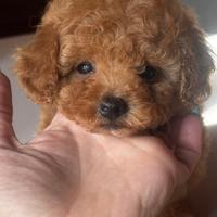 Barboncino Toy albicocca