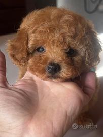 Barboncino Toy albicocca