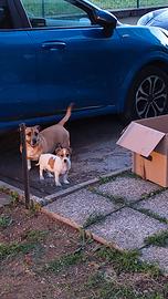 Ford puma st line automatica