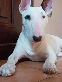 Cucciolo bull terrier