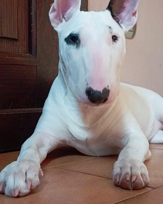 Cucciolo bull terrier