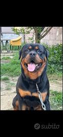 Rottweiler per monta