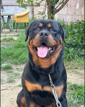 Rottweiler per monta