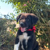 Cuccioli di Border collie