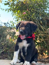 Cuccioli di Border collie