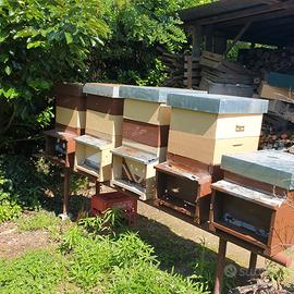 5 famiglie di api casette di api in pieno la