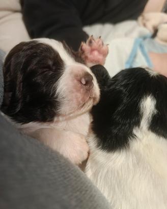 Springer spaniel