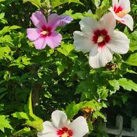 Pianta Ibisco Syriacus 