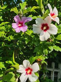 Pianta Ibisco Syriacus 