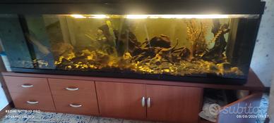  grande aquario 