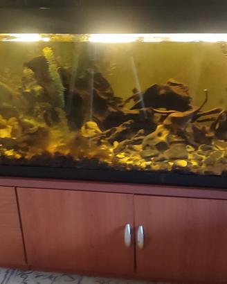  grande aquario 