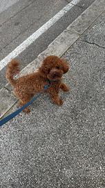 Monta barboncino Toy