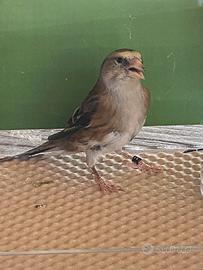 Ibrido di cardellino maschio