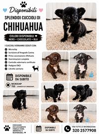 Chihuahua