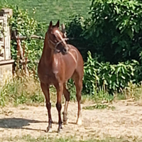 Cavallo purosangue inglese