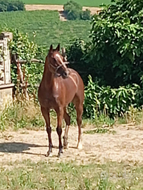 Cavallo purosangue inglese
