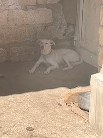 Podengo cucciolo di 6 mesi