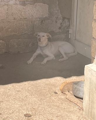 Podengo cucciolo di 6 mesi