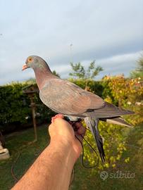 Piccioni