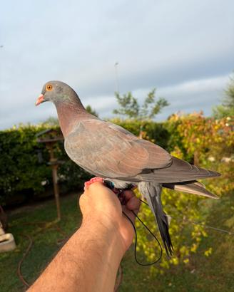 Piccioni