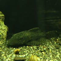 Ancistrus (femmina adulta)